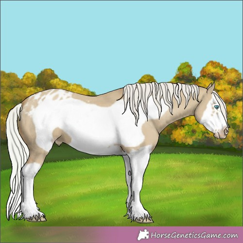Horse Color:Watercolor Silver Amber Champagne Dun Splash Frame Appaloosa 