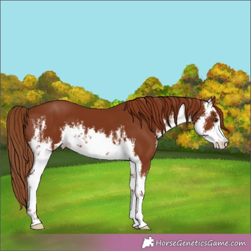 Horse Color:White Spotted Chestnut 