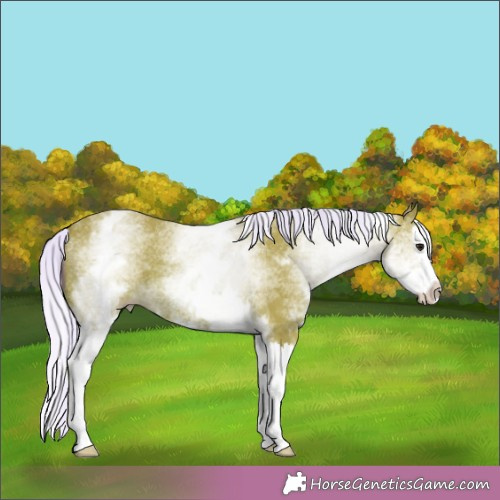 Horse Color:Watercolor White Spotted Silver Bay Splash 