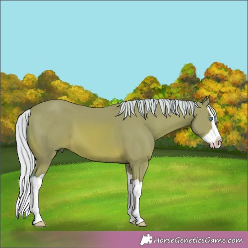Horse Color:Watercolor Silver Bay Splash 