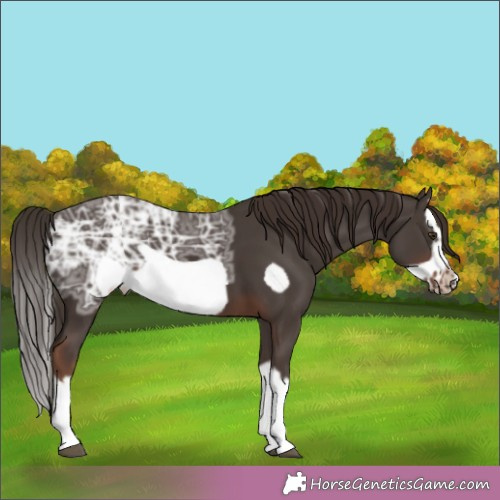 Horse Color:Liver Chestnut Ice Splash Frame 