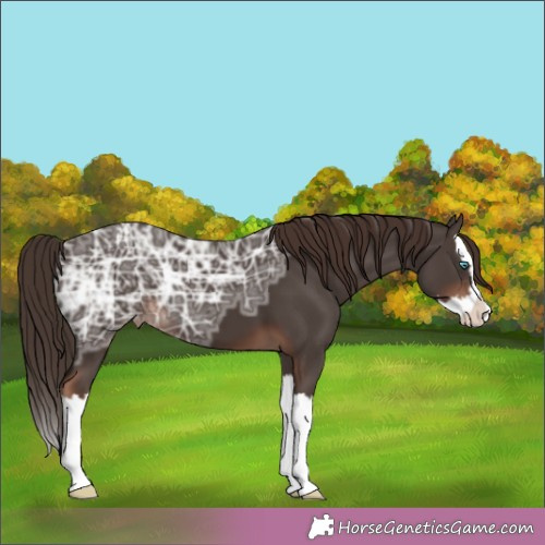 Horse Color:Liver Chestnut Ice Splash Appaloosa 