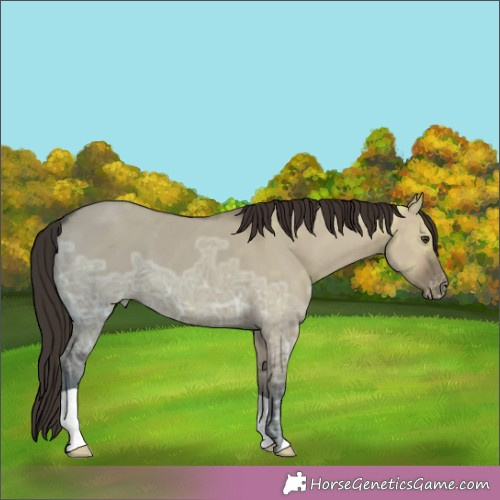 Horse Color:Liver Red Dun Ice Appaloosa