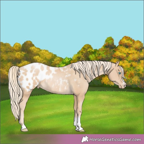 Horse Color:Palomino Pearl Appaloosa Rabicano 