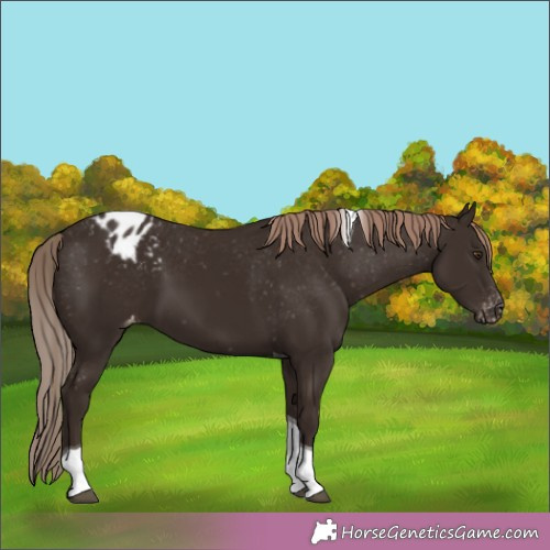 Horse Color: Liver Chestnut Tobiano Blanket 