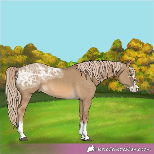 Horse Color:Chocolate Palomino Ice Dun Splash 