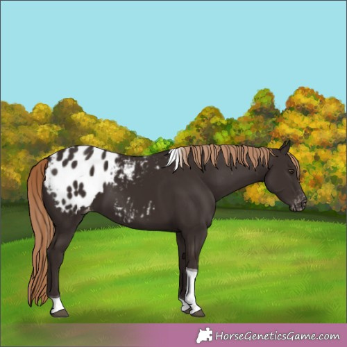 Horse Color:Liver Chestnut Tobiano Appaloosa 