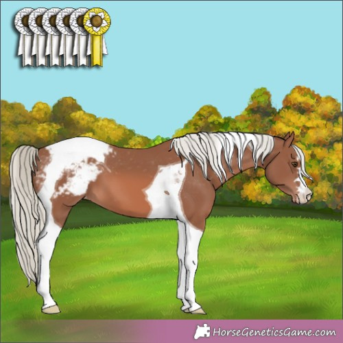 Horse Color:Chestnut Mushroom Tobiano Appaloosa 