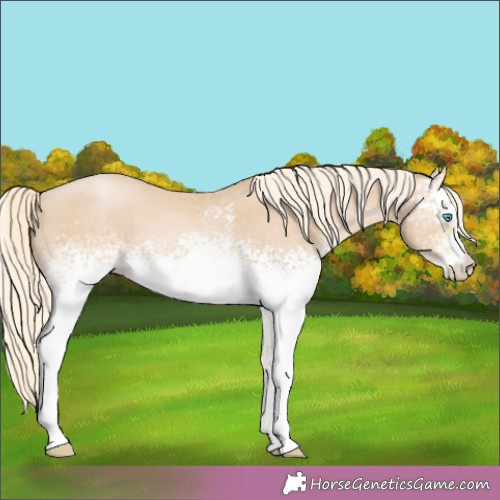 Horse Color:White Spotted Palomino Pearl Sabino