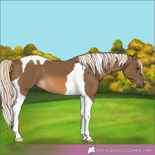 Horse Color: Chocolate Palomino Tobiano 