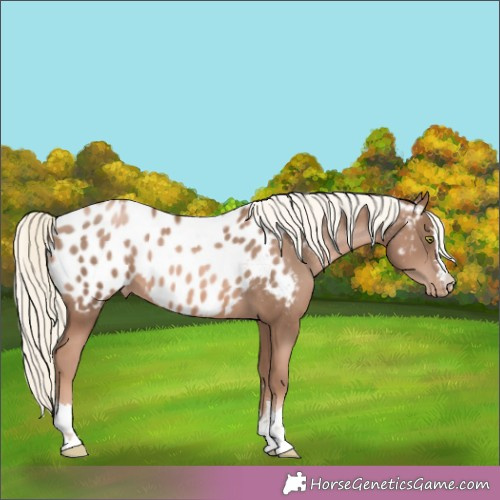 Horse Color:Liver Chestnut Pearl Mushroom Appaloosa 