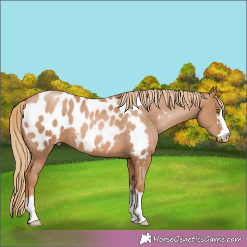 Horse Color:Chestnut Pearl Appaloosa 
