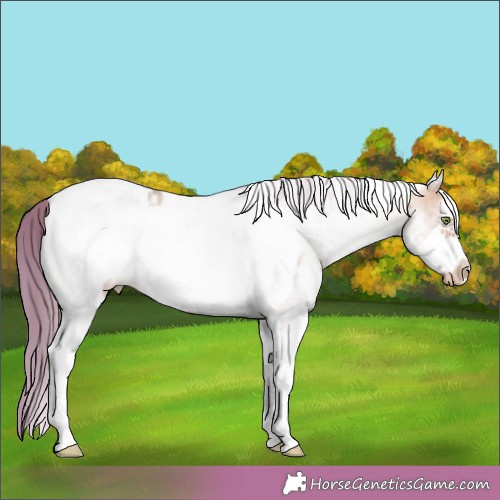 Horse Color:Watercolor White Spotted Amber Champagne Dun Frame Appaloosa