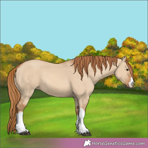 Horse Color:White Spotted Red Dun