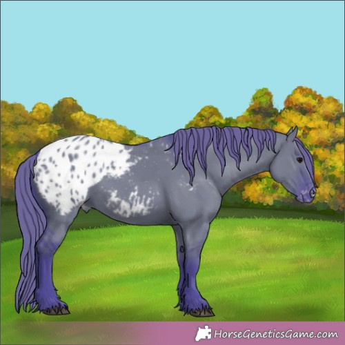 Horse Color:Watercolor Grullo Appaloosa 