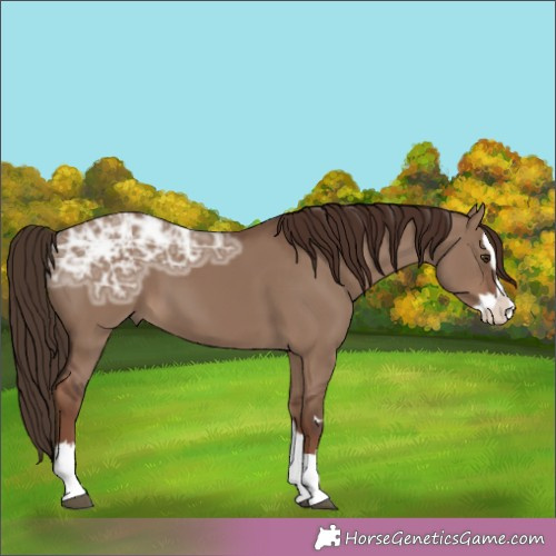 Horse Color:Liver Red Dun Ice Splash 