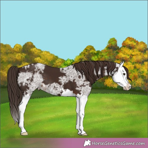 Horse Color:Liver Chestnut Ice Splash