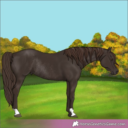 Horse Color:Liver Chestnut Rabicano 