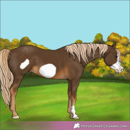Horse Color:Chocolate Palomino Frame 