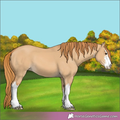 Horse Color:White Spotted Red Dun