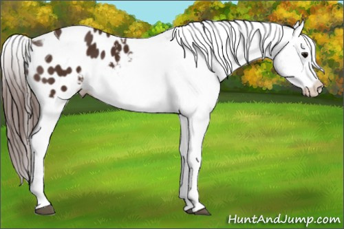 Horse Color: Unknown 