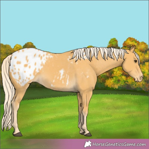 Horse Color:Unknown 