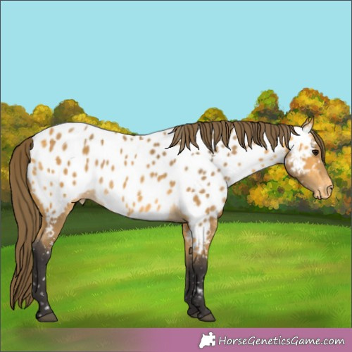 Horse Color:Buckskin Appaloosa 