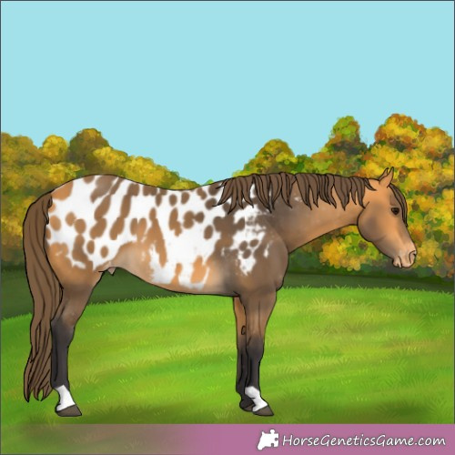 Horse Color:Buckskin Appaloosa 