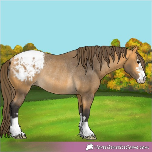 Horse Color:Unknown 
