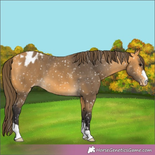 Horse Color:Unknown 