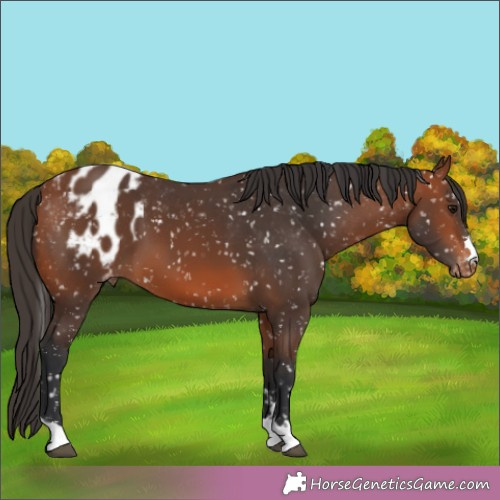 Horse Color:Bay Appaloosa 