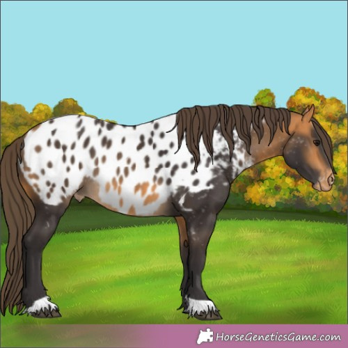 Horse Color:Buckskin Appaloosa 