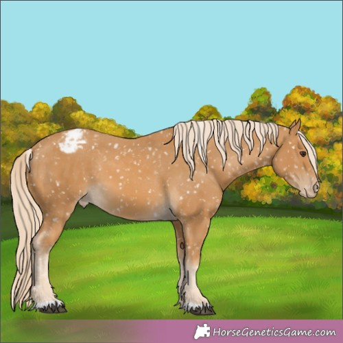 Horse Color:Palomino Appaloosa 