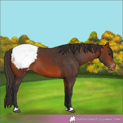Horse Color:Bay Appaloosa