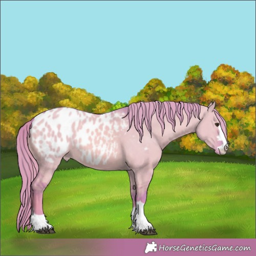 Horse Color: Watercolor Red Dun Blanket 