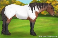 Horse Color:Brown Snowcap 