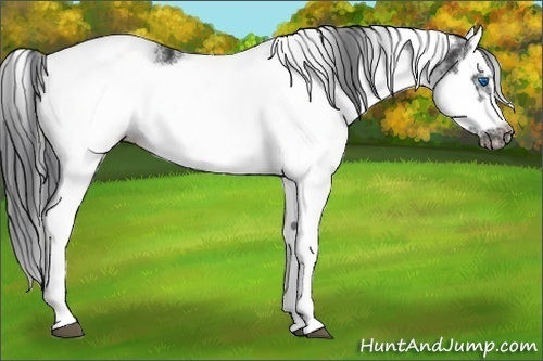 Horse Color:White Spotted Black Splash Frame 