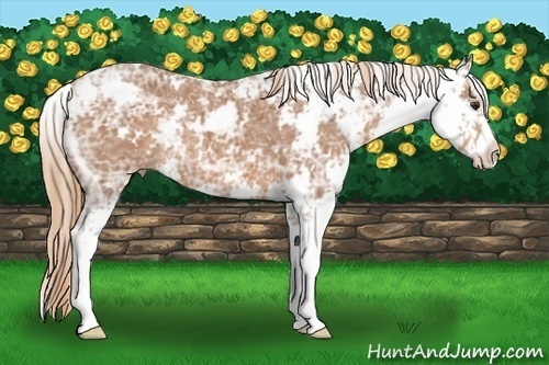 Horse Color:Chestnut Ice Sabino 