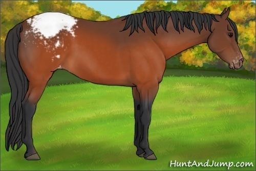 Horse Color: Brown Snowcap 