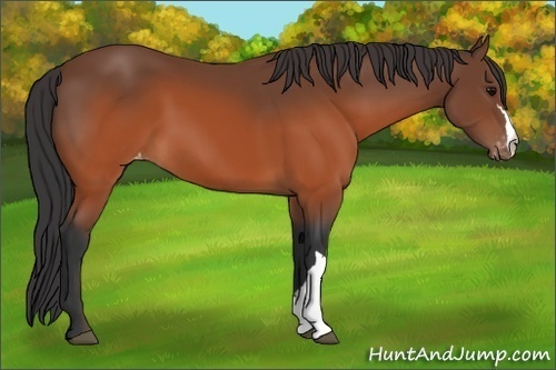 Horse Color: Brown Varnish 