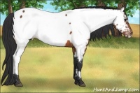 Horse Color:Brown Appaloosa 