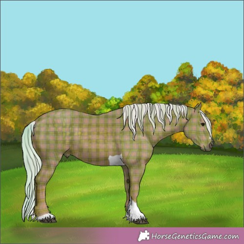 Horse Color:Plaid  Silver Black Tobiano 