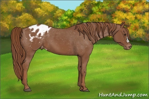 Horse Color:Chestnut Appaloosa