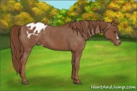 Horse Color:Chestnut Appaloosa 
