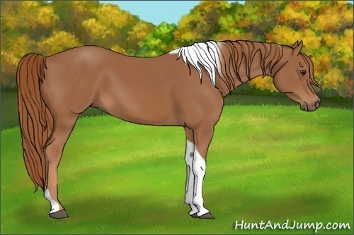 Horse Color:Chestnut Tobiano