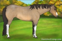 Horse Color:Buckskin Roan