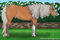 Horse Color:Silver Bay 