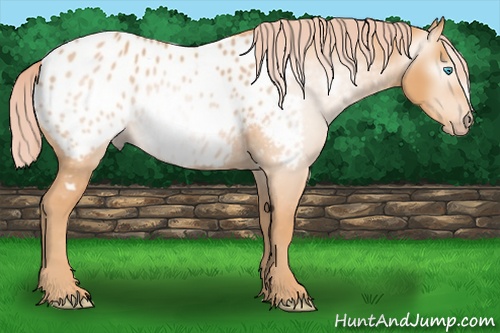Horse Color:Gray Cremello Appaloosa 