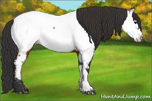 Horse Color:Brown Appaloosa Rabicano