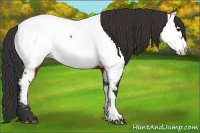Horse Color:Brown Appaloosa Rabicano 